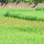 NẾP NƯƠNG ĐIỆN BIÊN